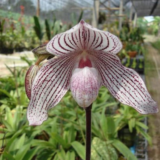Paphiopedilum Woluwense