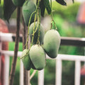 Chausa Aam, Mango grafted β plant