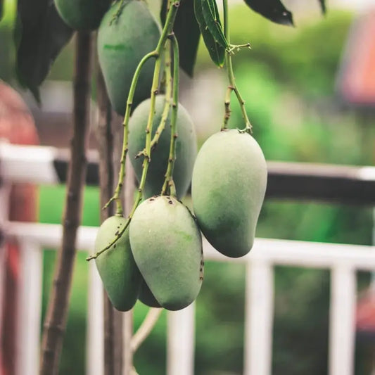 Chausa Aam, Mango grafted β plant
