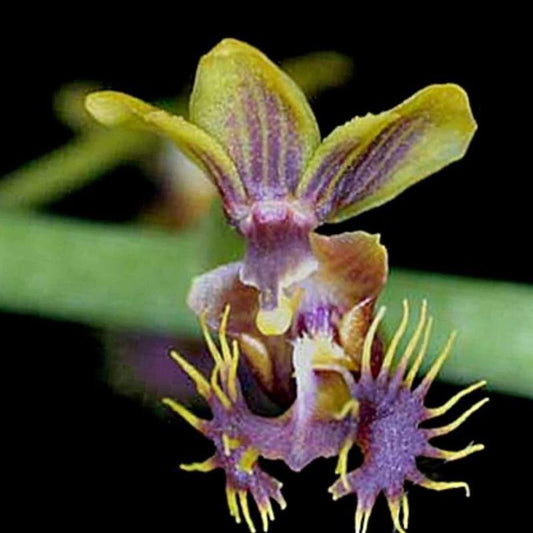 Phalaenopsis Difformis
