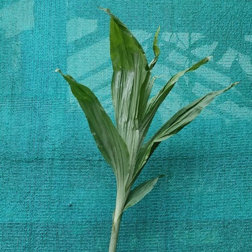 Phaius Flavus