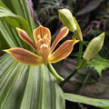 Phaius Indochinensis