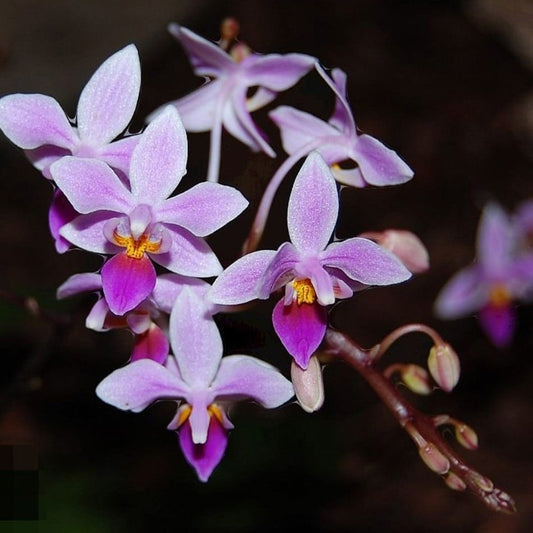 Phalaenopsis Equistris