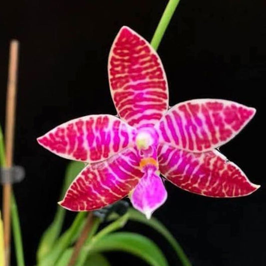 Phalaenopsis Lueddemanniana SP