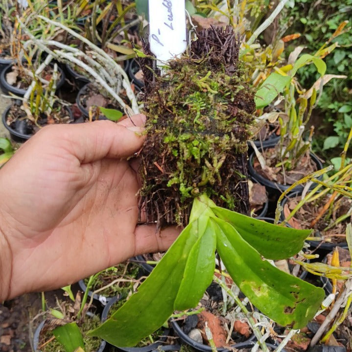 Phalaenopsis Lueddemanniana SP