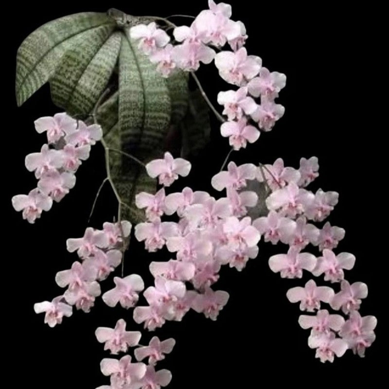 Phalaenopsis Schilleriana