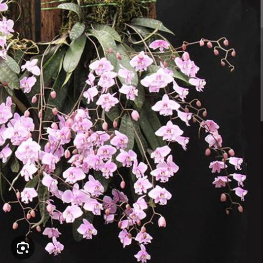 Phalaenopsis Schilleriana