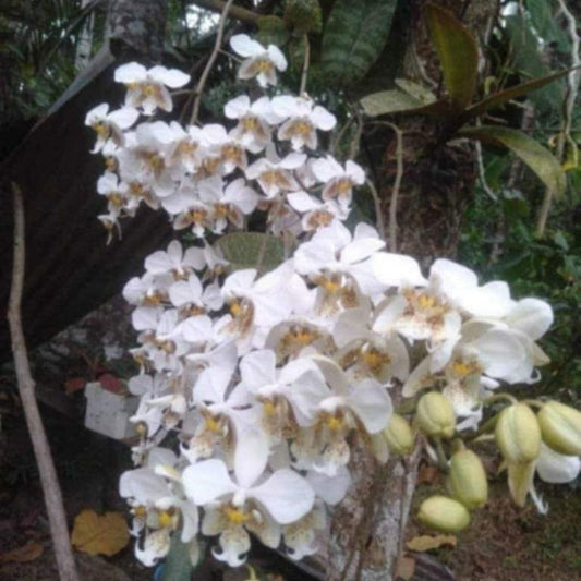 Phalaenopsis Stuartiana
