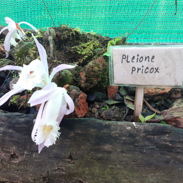 Pleione Forestii (White)