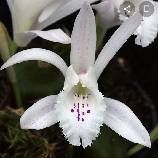 Pleione Forestii (White)