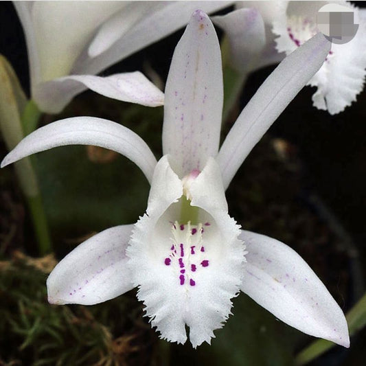 Pleione praecox (White)