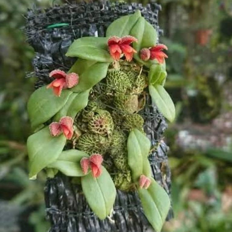 Porpax ustulata