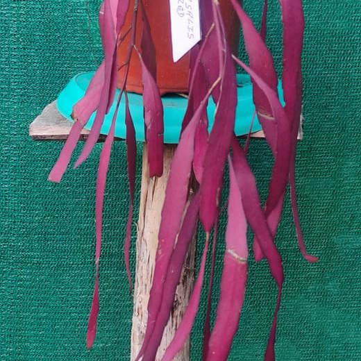 Pseudorhipsalis Ramulosa