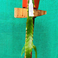 Pseudorhipsalis Ramulosa Green