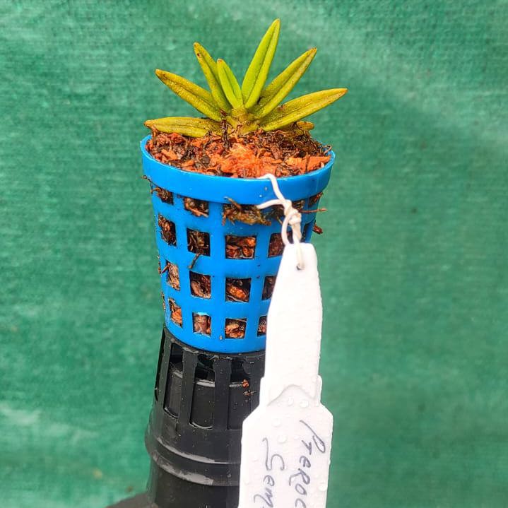 Pteroceras Semiteretifolium