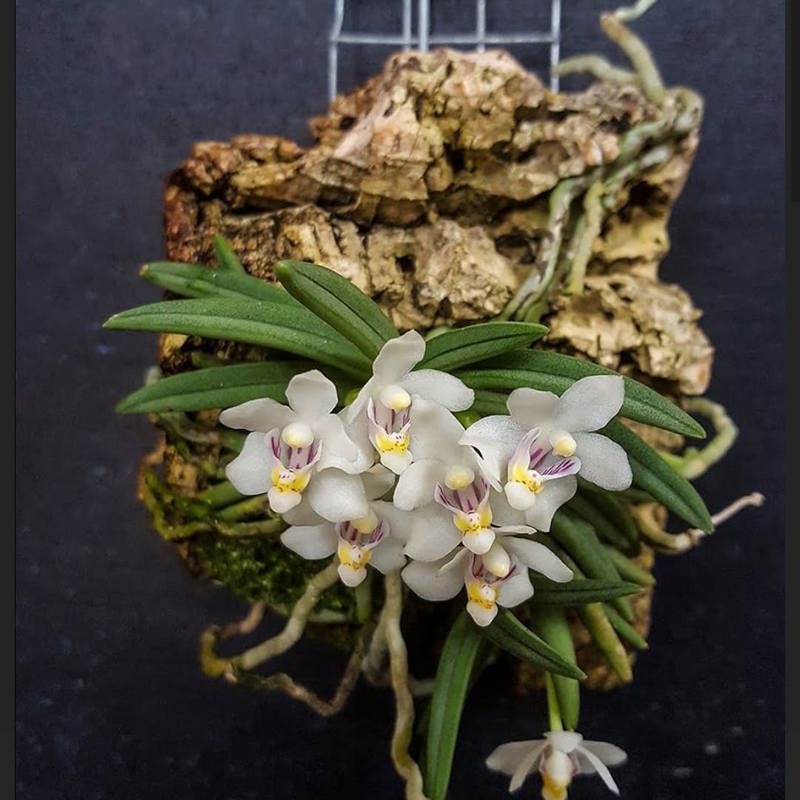 Pteroceras Semiteretifolium