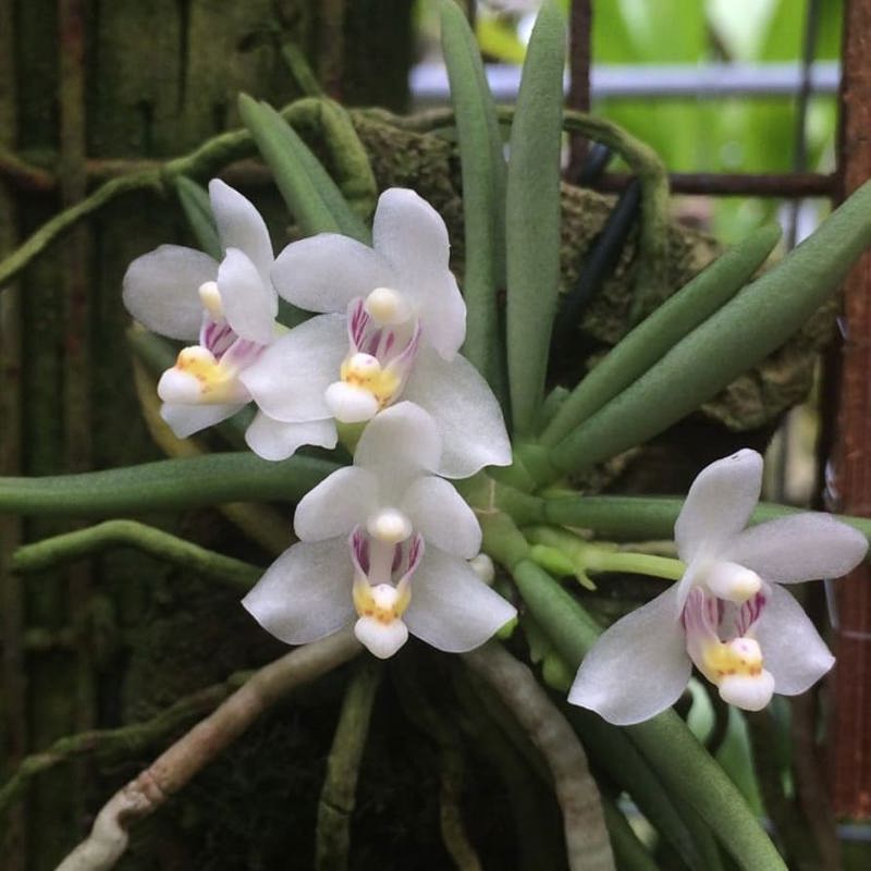 Pteroceras Semiteretifolium