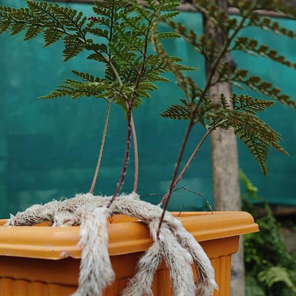 Rabbit foot fern