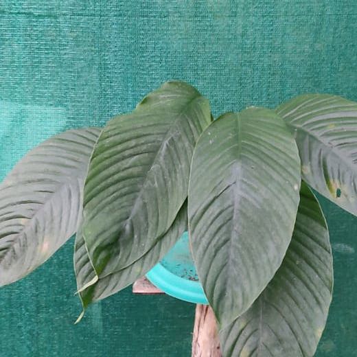 Rhaphidophora Hookeri