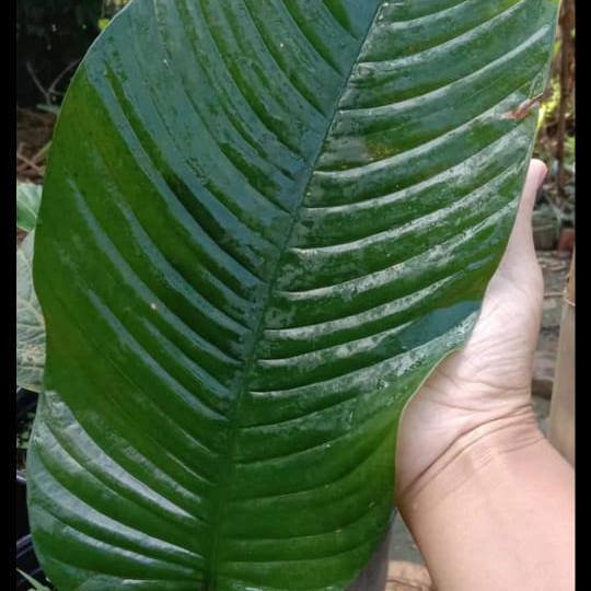 Rhaphidophora Hookeri