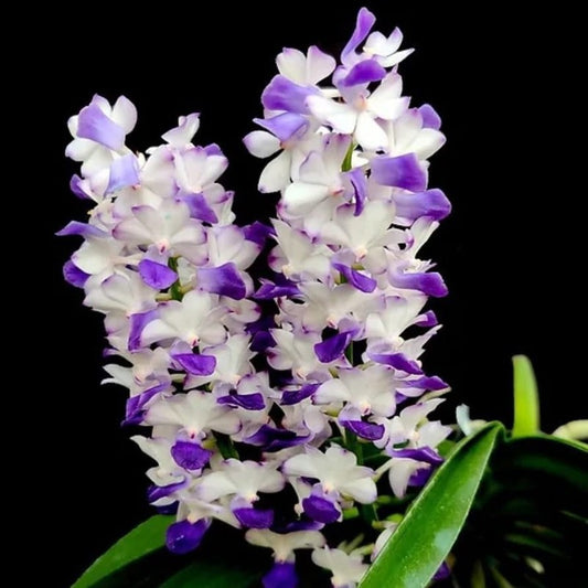 Rhynchostylis Coelestis Blue