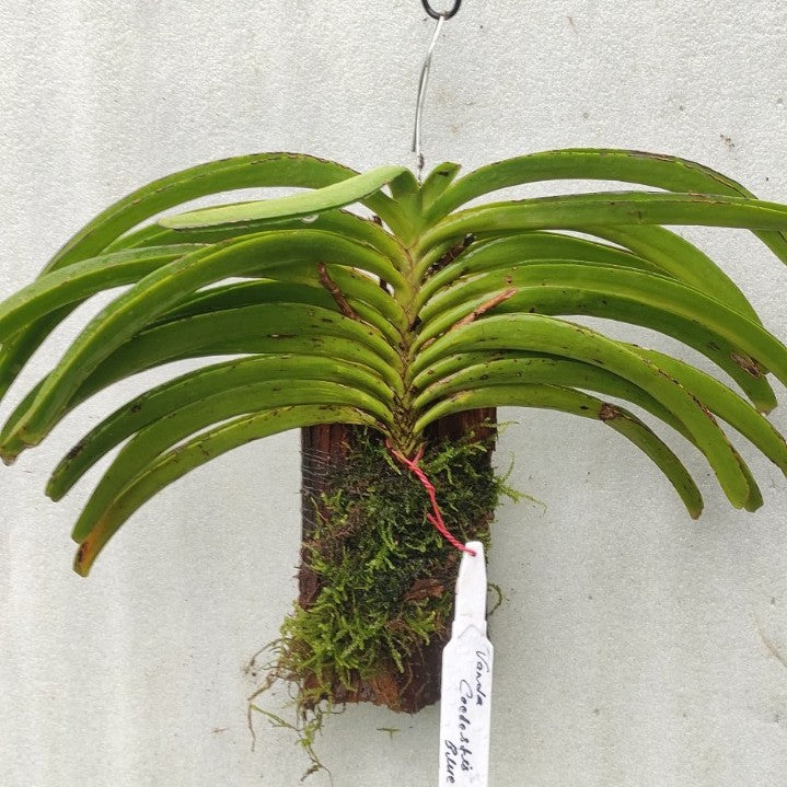 Rhynchostylis Coelestis Pink