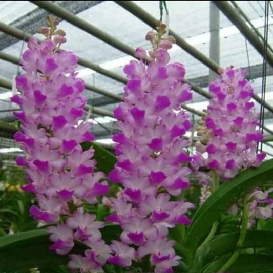 Rhynchostylis Coelestis Pink