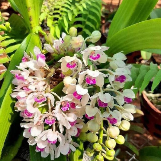 Rhynchostylis Gigantea Sp.