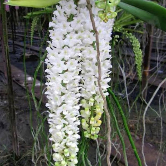 Rhynchostylis Retusa Alba