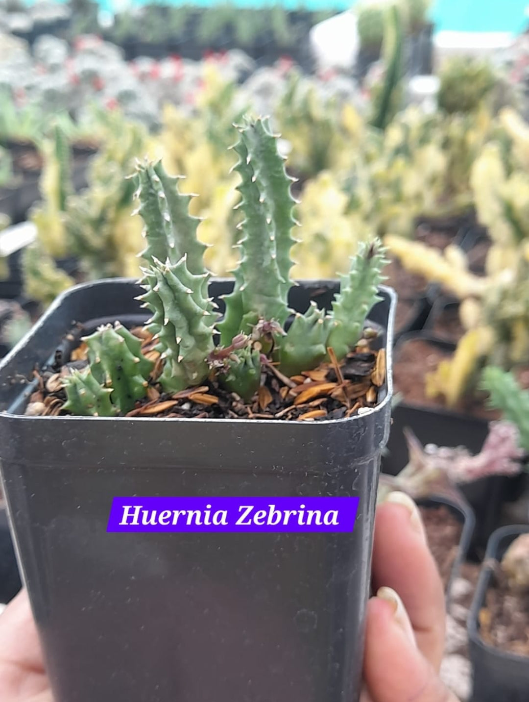 Huernia Zebrina 19 cactus