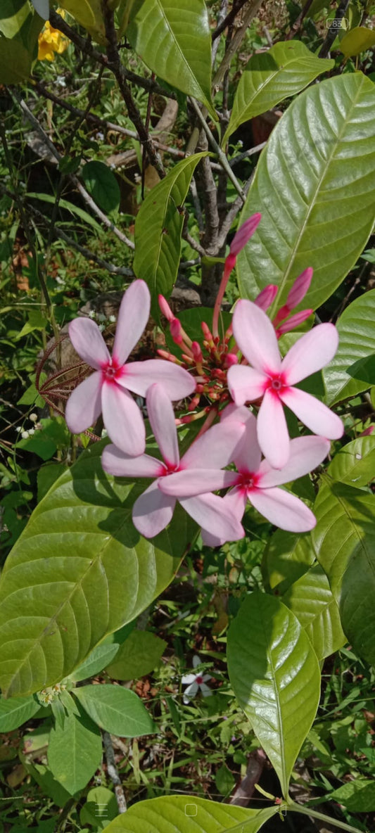 Kopsia Plant | Pink Flowering Ornamental Shrub | Kopsia fruticosa