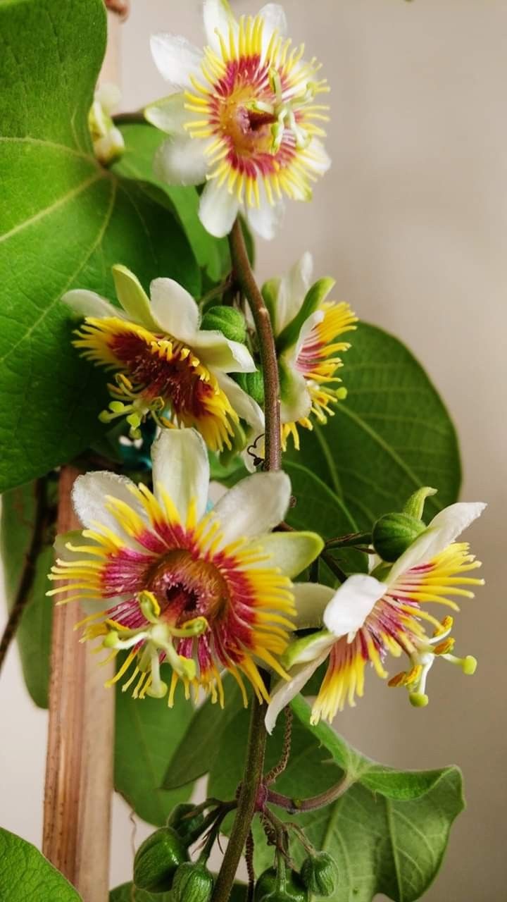 Passiflora Passion flower ( krishna kamal) "Rakhi bel" shop now ( best creeper flowering plants)