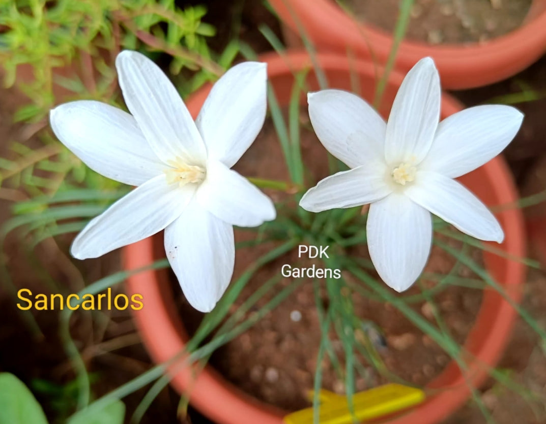 white rain lily bulbs Sancarlos rain Lily bulb – ASHIYANA STORE