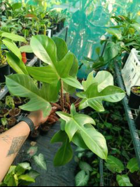 Philodendron Squamiferum plant