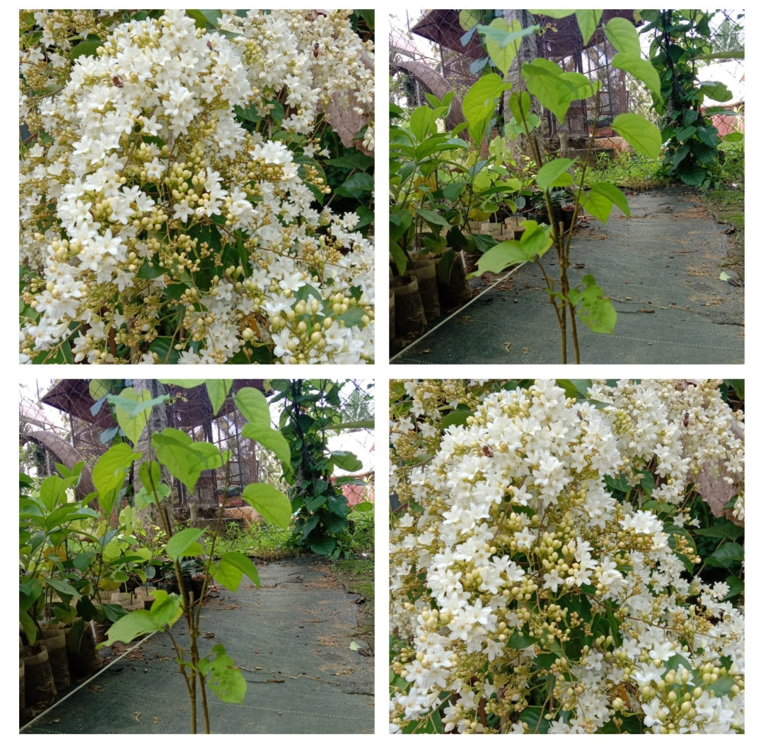 Porana Paniculata | Mani Mulla Flowering Creeper | Indian Jasmine Vine