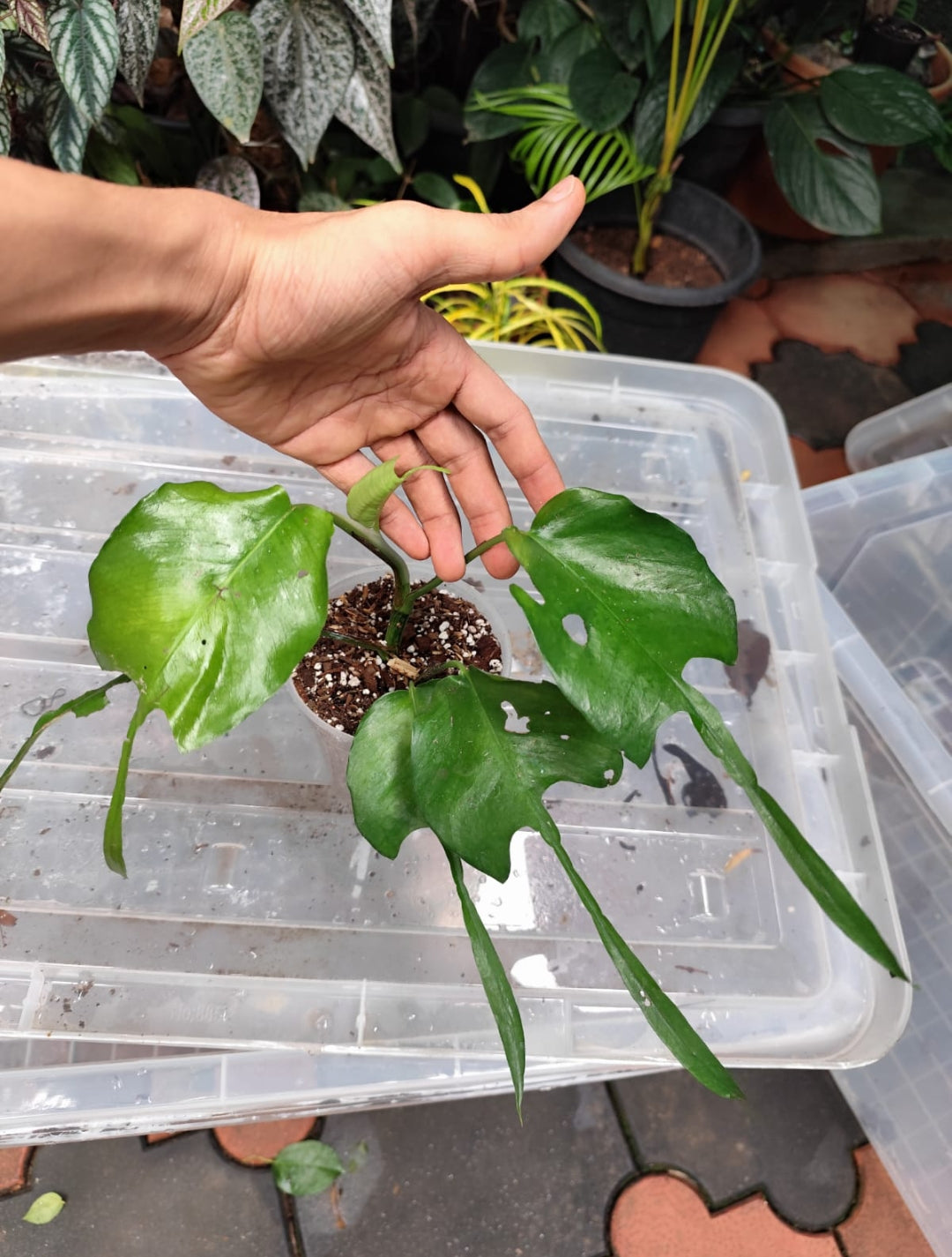 Epipremnum Skeleton Key Matured Plant (Semishade)