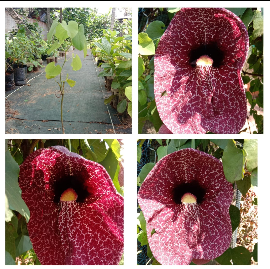 Aristolochia Gigantea Plant | Giant Dutchman’s Pipe Creeper