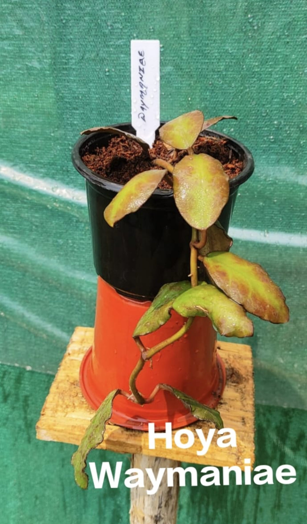 Hoya Waymaniae