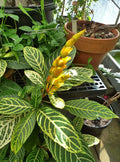 Sanchezia nobilus plant (Shrub Plant)