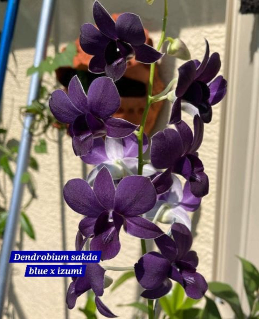 Dendrobium 13 blue x Izumi – ASHIYANA STORE