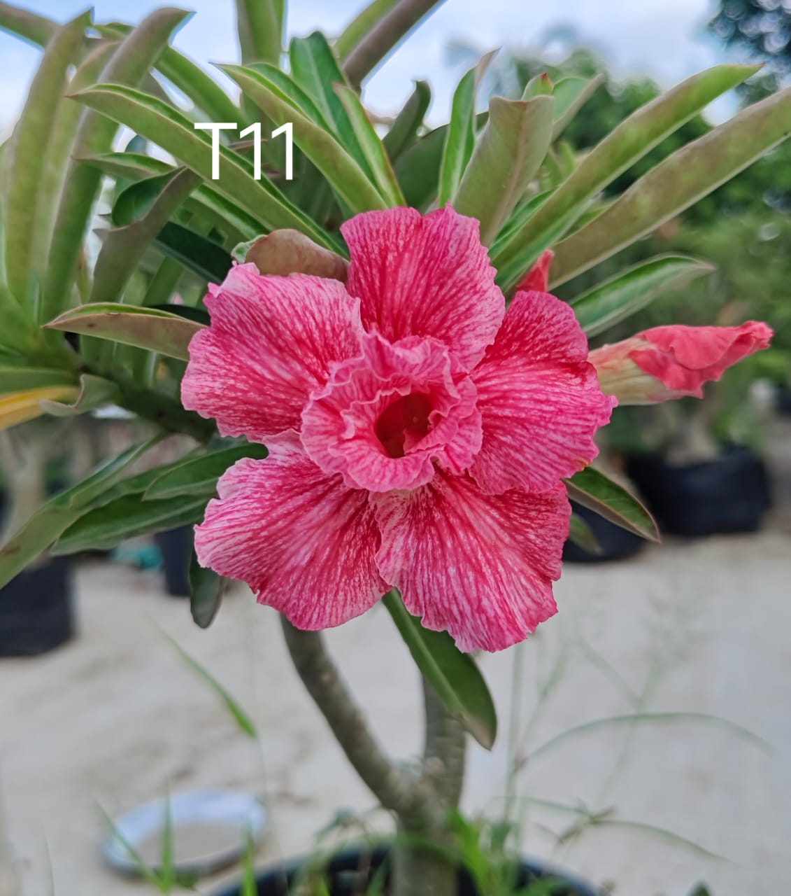 Adenium plant (desert rose) ight pink white mix colour flower