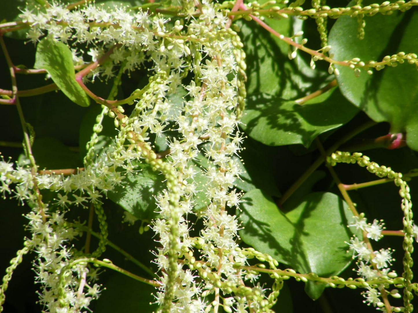 Maderia vine