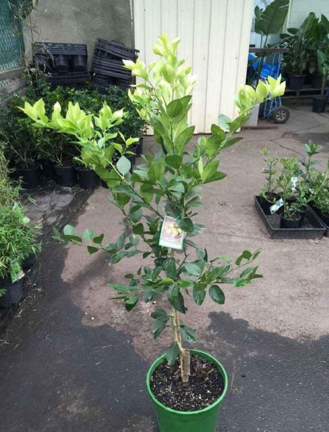 Red lemon fruit plant