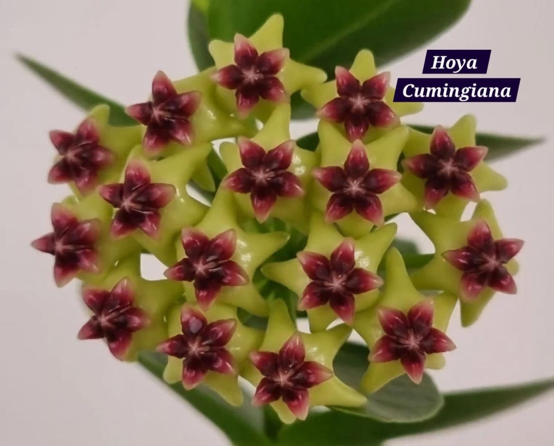Hoya Cumingiana