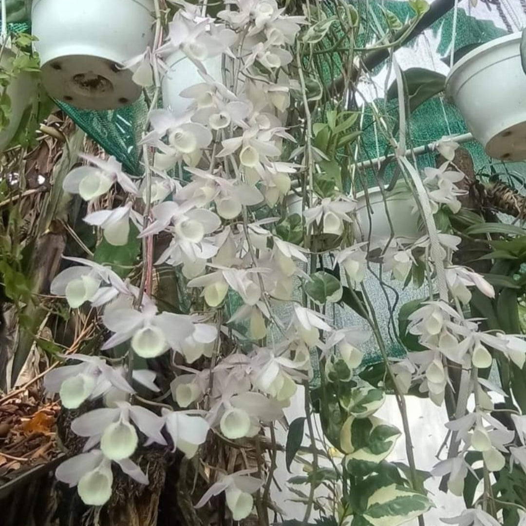 Dendrobium aphyllum Alba (Leafless Dendrobium Alba)