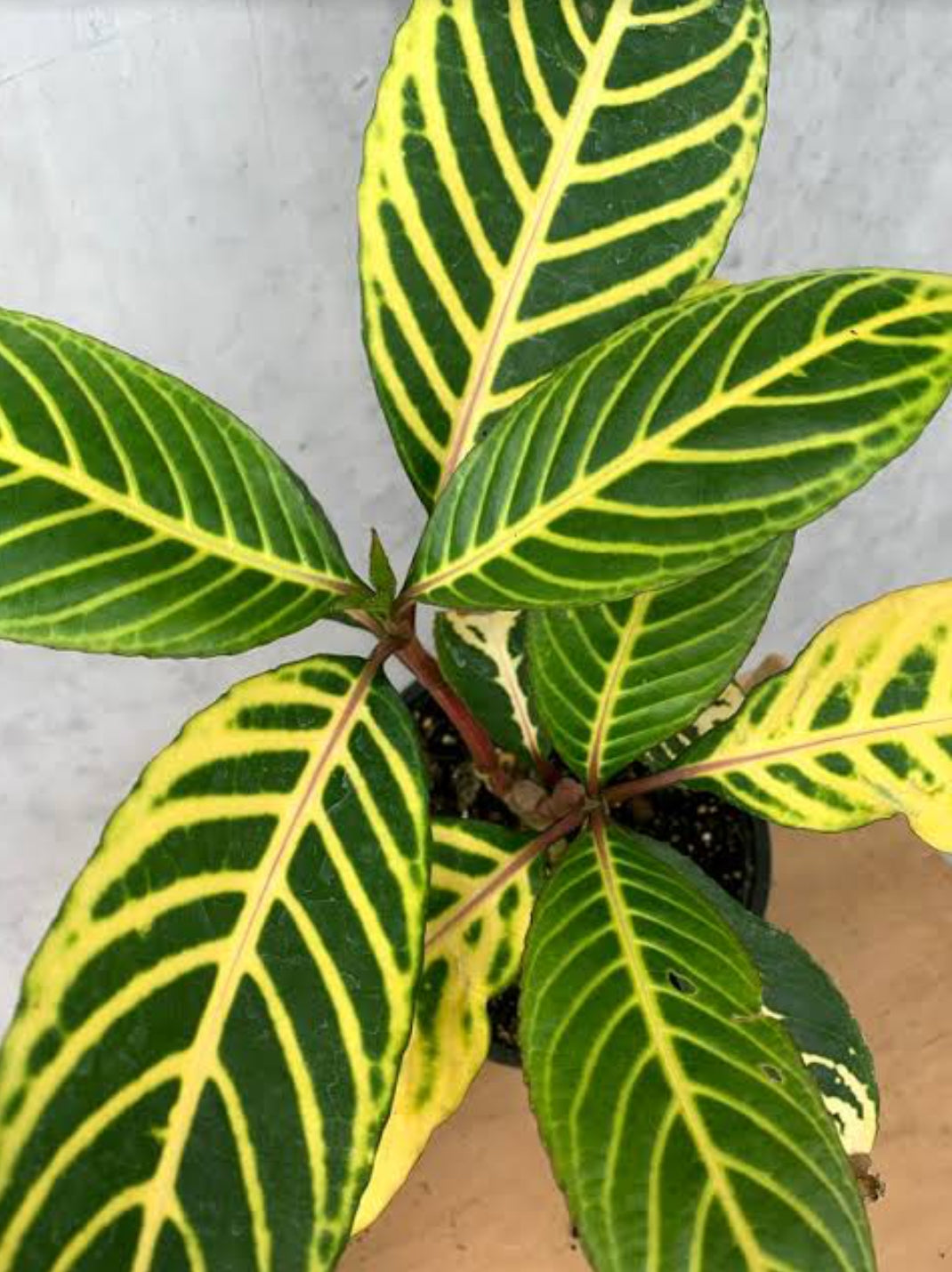 tiger leaf indoor plant Tiger Plant Hybrid (Outdoor Plant) – ASHIYANA STORE