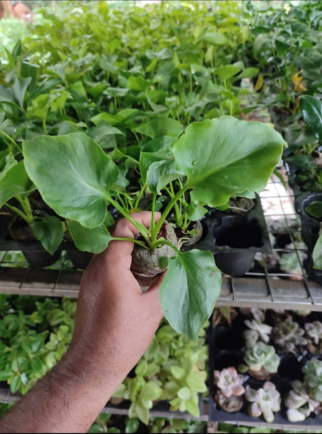 Luckly Split - Philodendron plant - Indoor plants