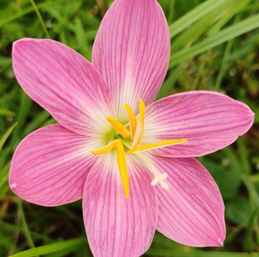 Fire fly  Rain Lily bulb