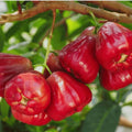 Water Apple fruit plant