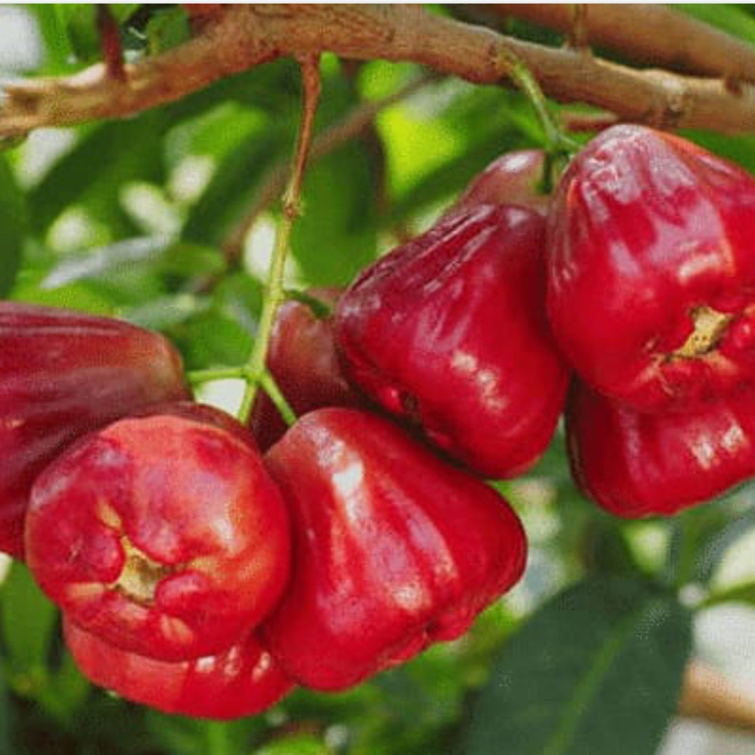 Water Apple fruit plant